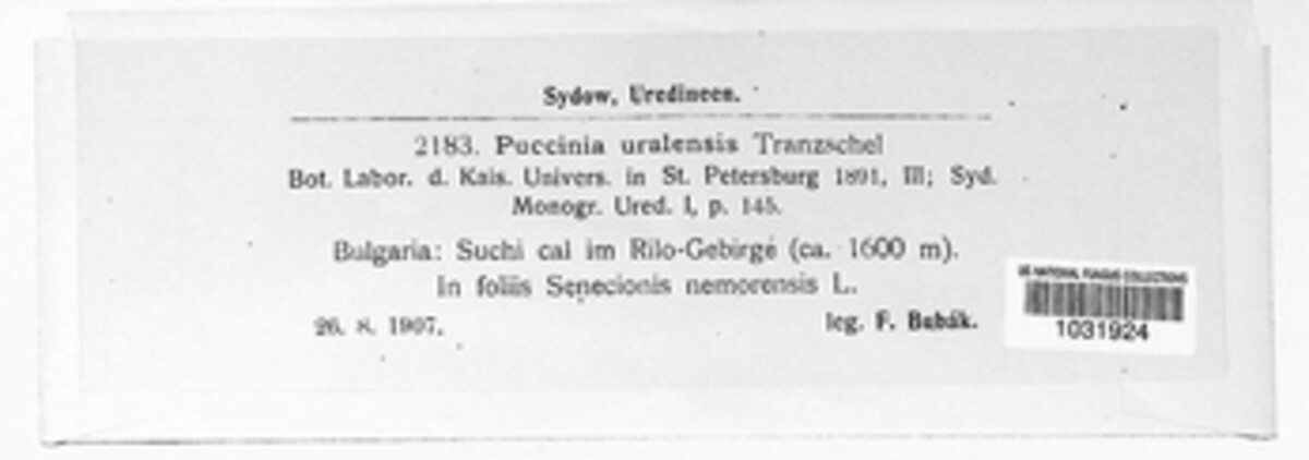 Puccinia uralensis image